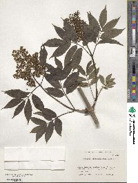 Sambucus racemosa image