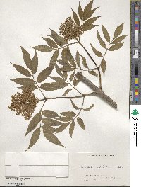 Sambucus racemosa subsp. sieboldiana image