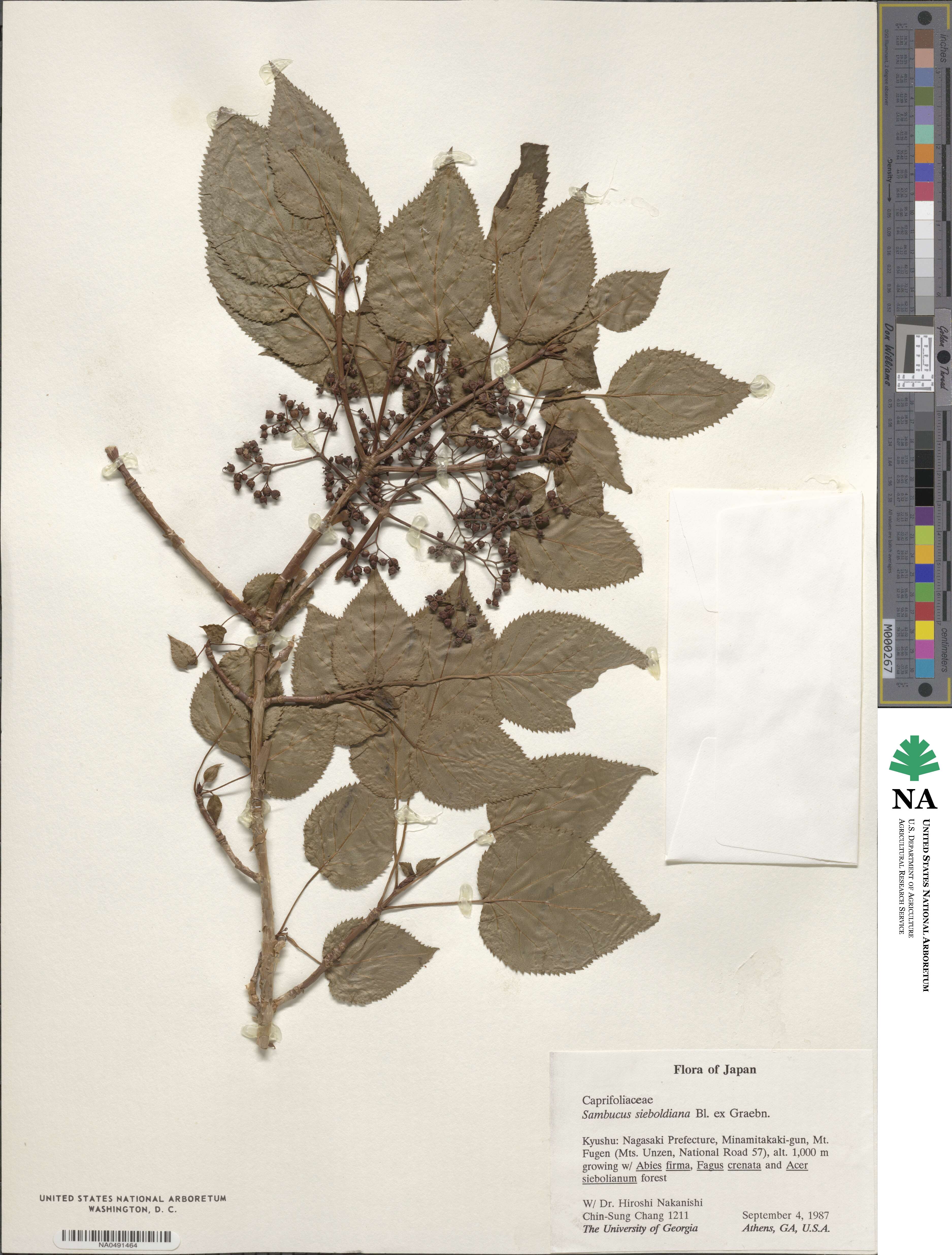 Sambucus racemosa subsp. sieboldiana image