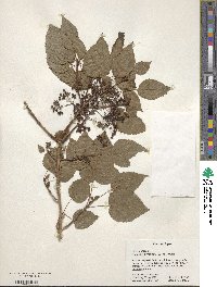 Sambucus racemosa image