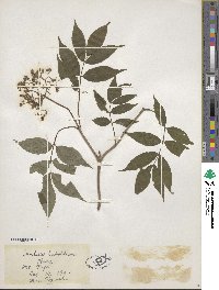 Sambucus racemosa subsp. sieboldiana image