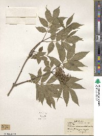 Sambucus racemosa subsp. sieboldiana image