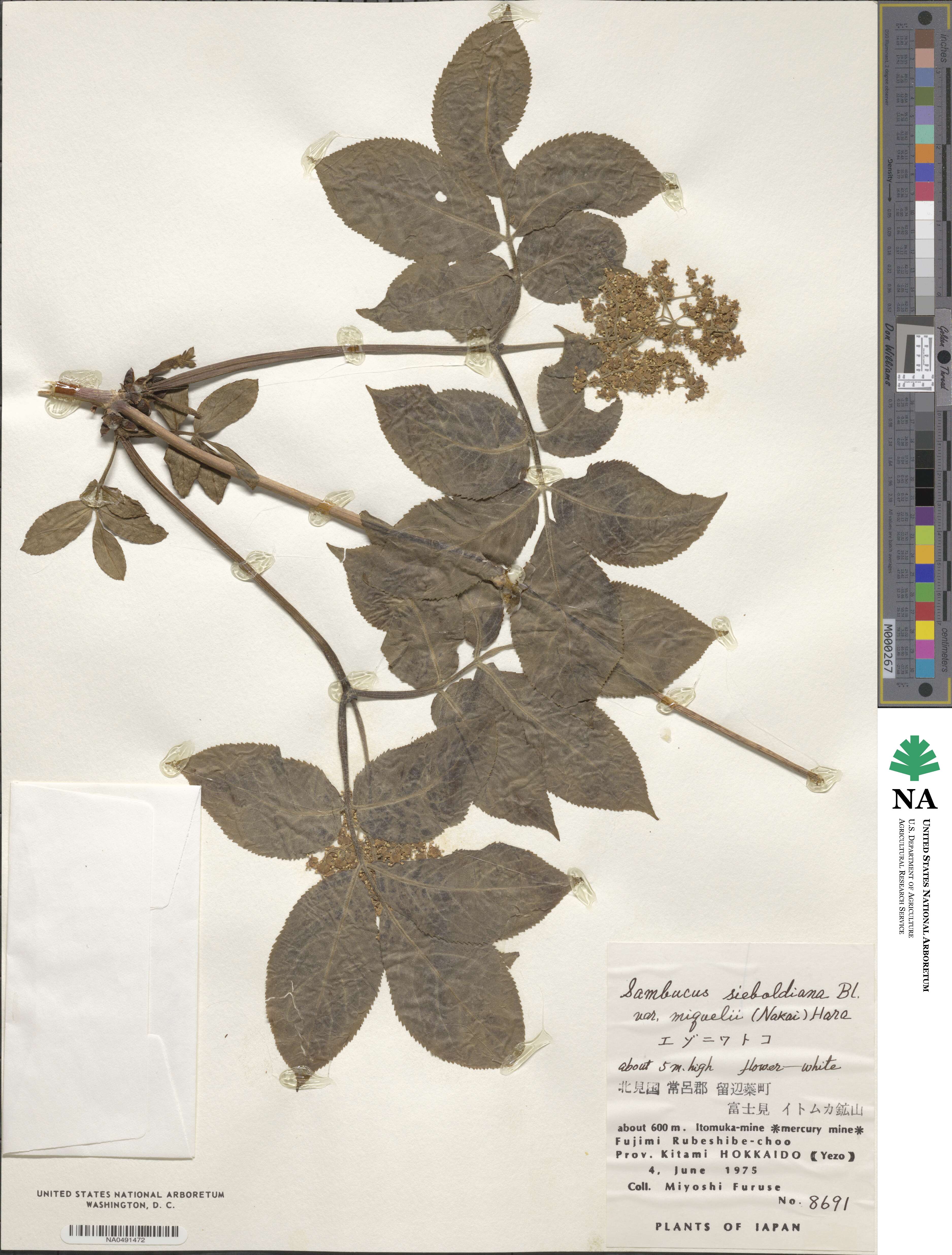 Sambucus kamtschatica image
