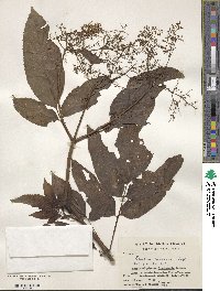 Sambucus javanica image