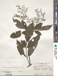 Sambucus javanica image