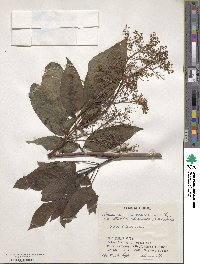 Sambucus javanica image