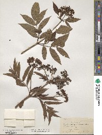 Sambucus ebulus image