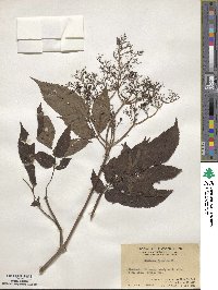 Sambucus javanica image