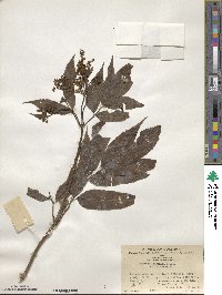 Sambucus javanica image