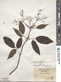 Sambucus javanica image