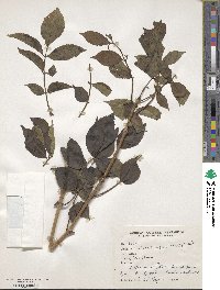 Sambucus nigra image