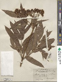 Sambucus ebulus image