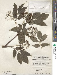 Sambucus racemosa image