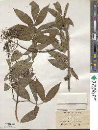 Sambucus racemosa image