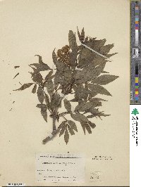 Sambucus racemosa image