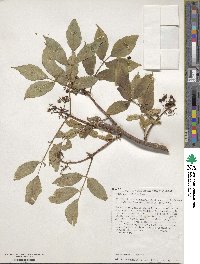 Sambucus siberica image