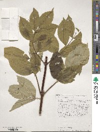 Sambucus siberica image