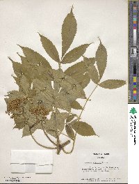 Sambucus canadensis image