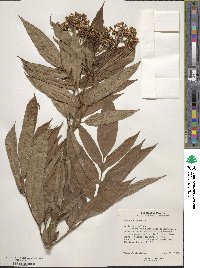 Sambucus ebulus image