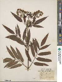 Sambucus ebulus image