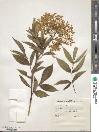 Sambucus cerulea var. neomexicana image