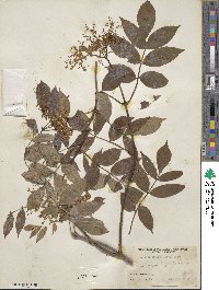 Sambucus racemosa var. melanocarpa image