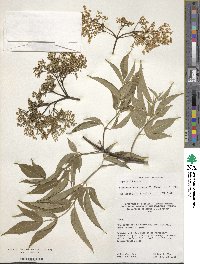 Sambucus mexicana image