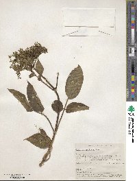 Sambucus mexicana image