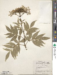 Sambucus mexicana image