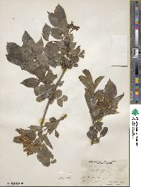 Sambucus nigra image