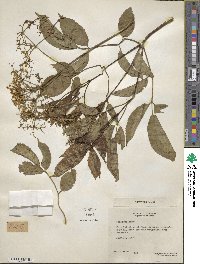 Sambucus nigra image