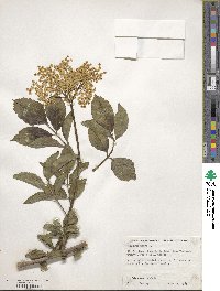 Sambucus nigra image