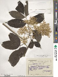 Sambucus nigra image