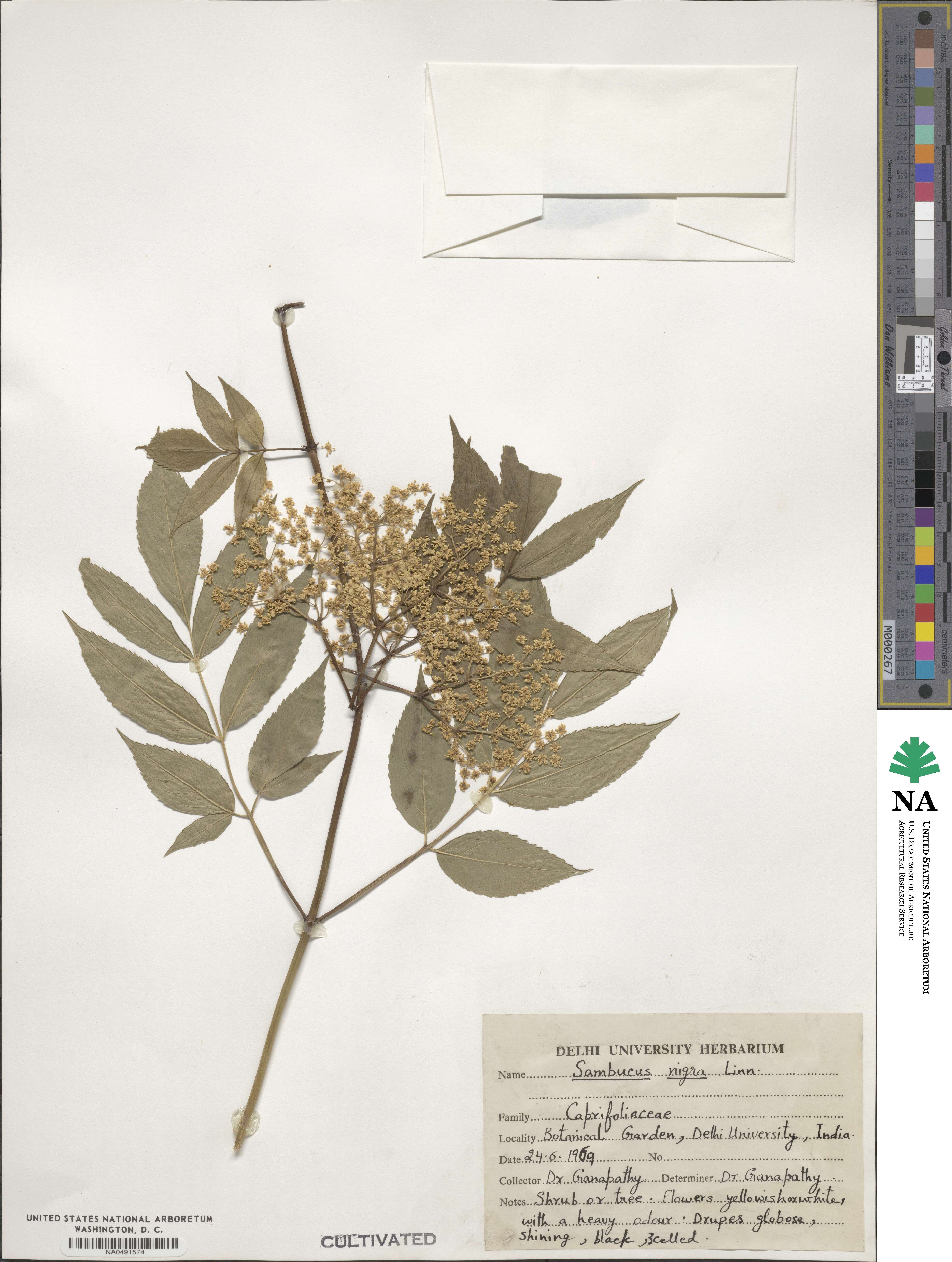 Sambucus nigra image