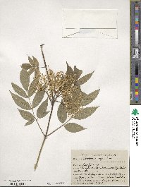 Sambucus nigra image