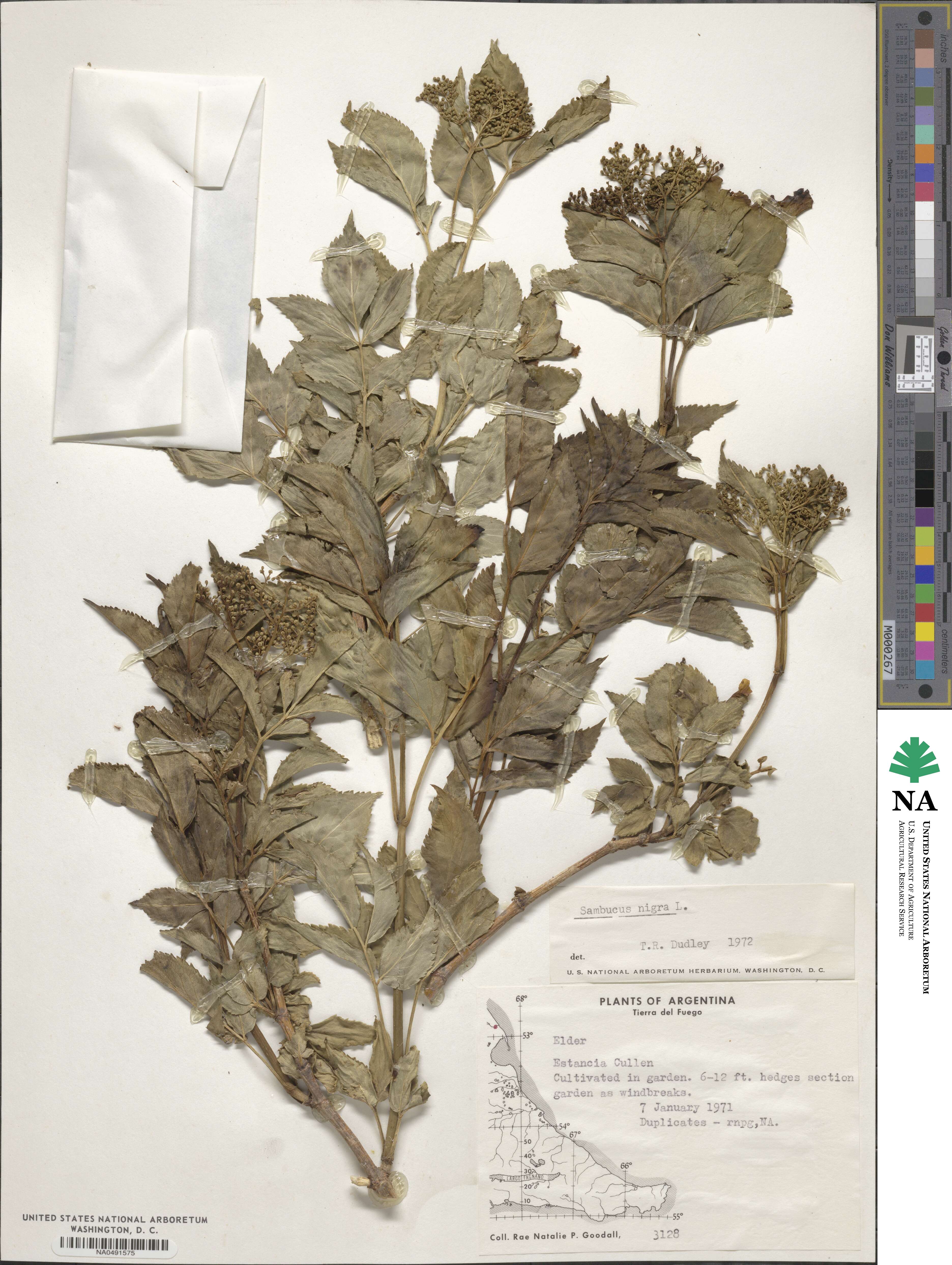 Sambucus nigra image