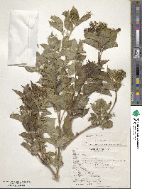 Sambucus nigra image