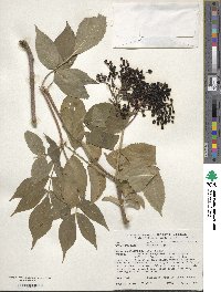 Sambucus nigra image