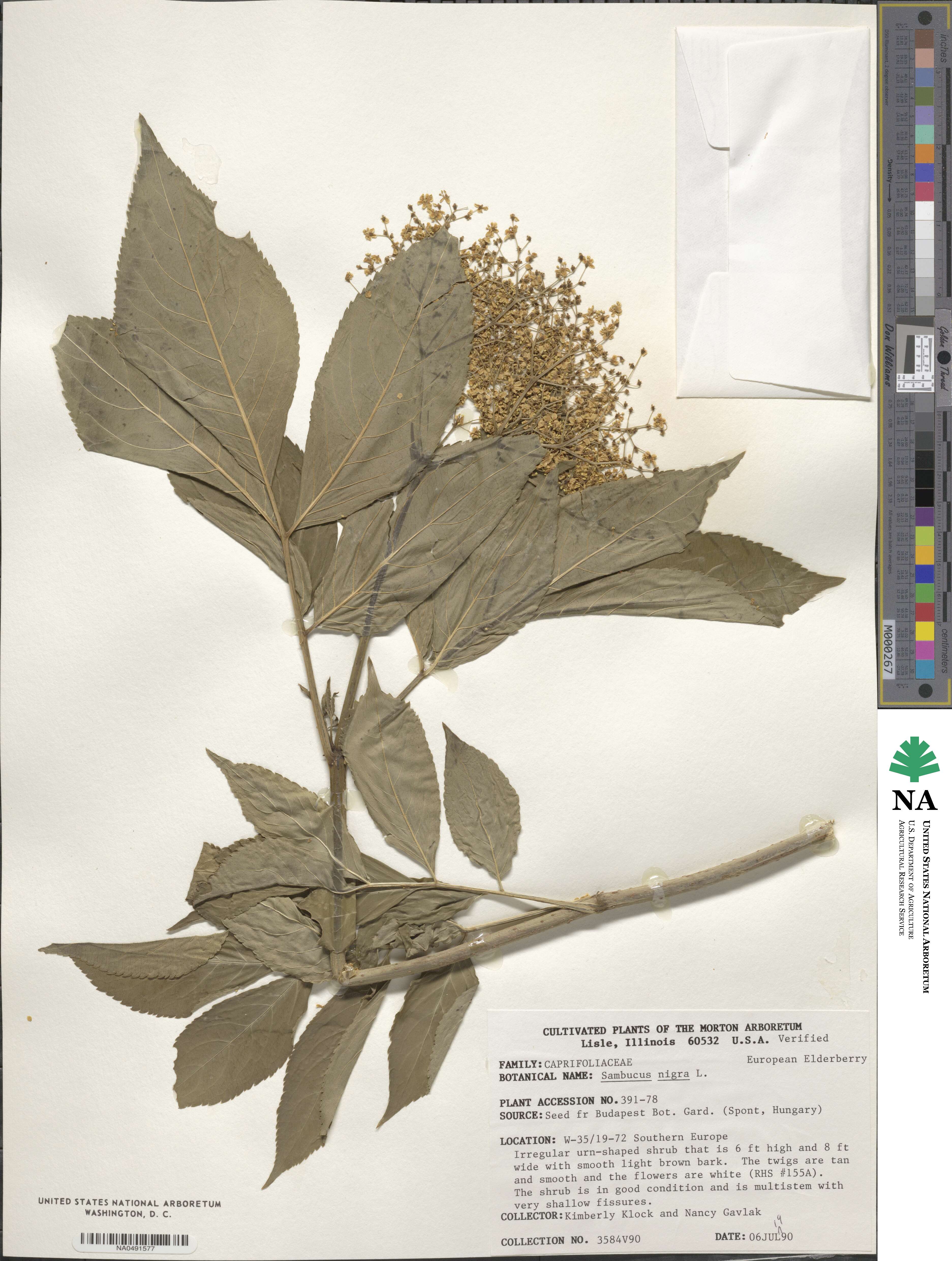 Sambucus nigra image