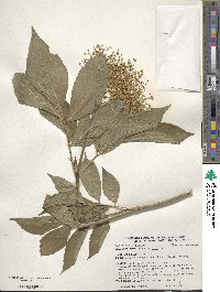 Sambucus nigra image