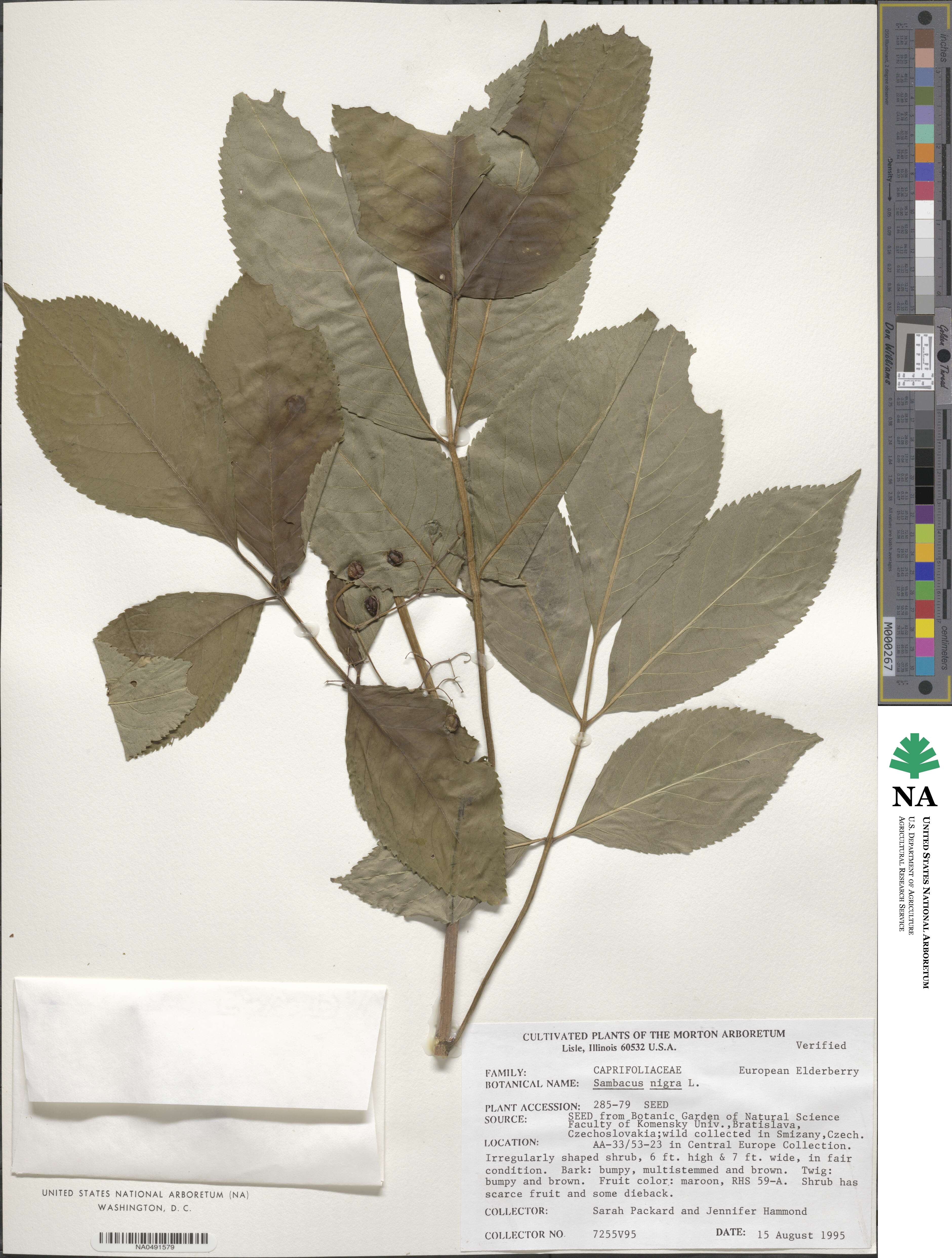 Sambucus nigra image