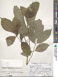 Sambucus nigra image