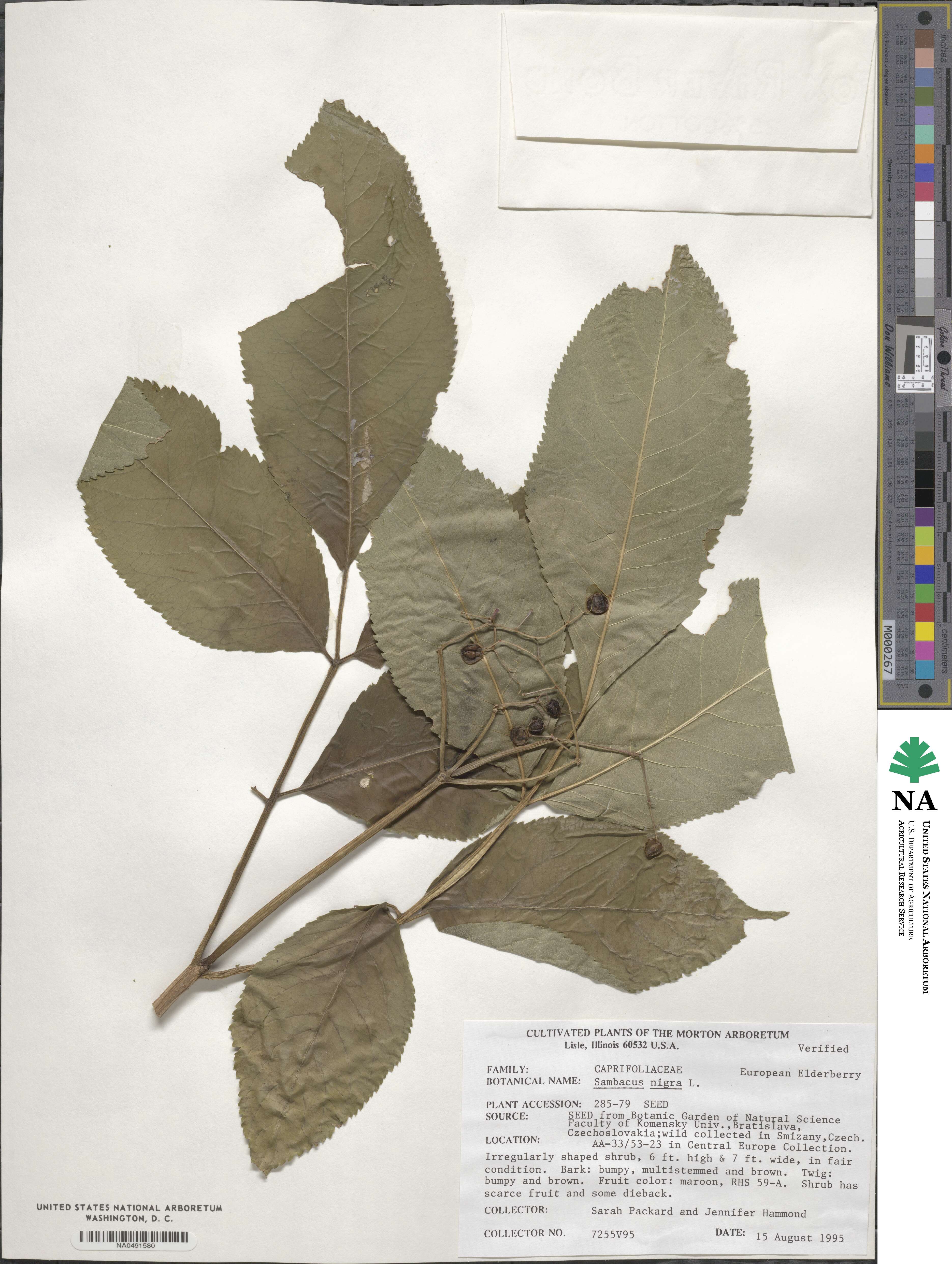 Sambucus nigra image