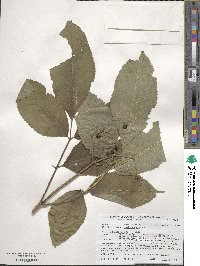 Sambucus nigra image