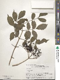 Sambucus nigra image