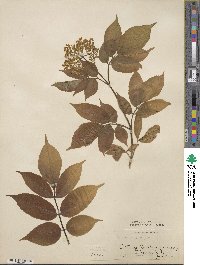 Sambucus nigra image