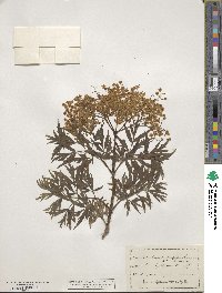 Sambucus nigra image