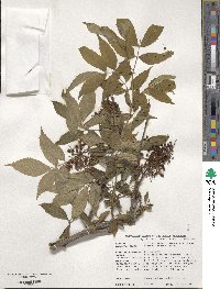 Sambucus racemosa subsp. racemosa image