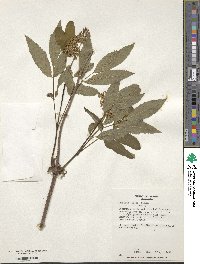 Sambucus racemosa subsp. racemosa image