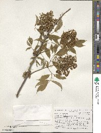 Sambucus racemosa image